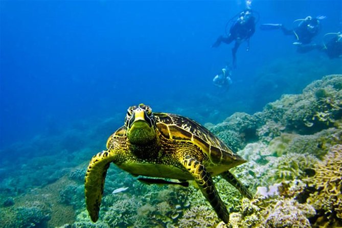 Kisite Marine Park Private Boat Snorkeling with breakfast & Lunch - Kisite Marine Park and the main snorkeling stop