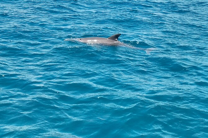 Kisite Mpunguti Day Trip. A day of Oceanic Wonders - Who will enjoy this day most