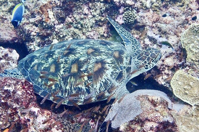 Kisite Mpunguti Day Trip. A day of Oceanic Wonders - Should you book the Kisite Mpunguti day trip?