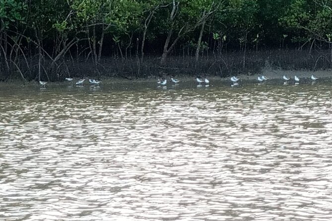 Kongo River Sunset Experience in Canoe - Who will enjoy this Diani sunset outing