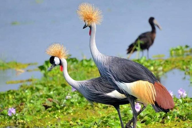Lake Naivasha & Crescent island day trip. - Why this Naivasha day trip works so well