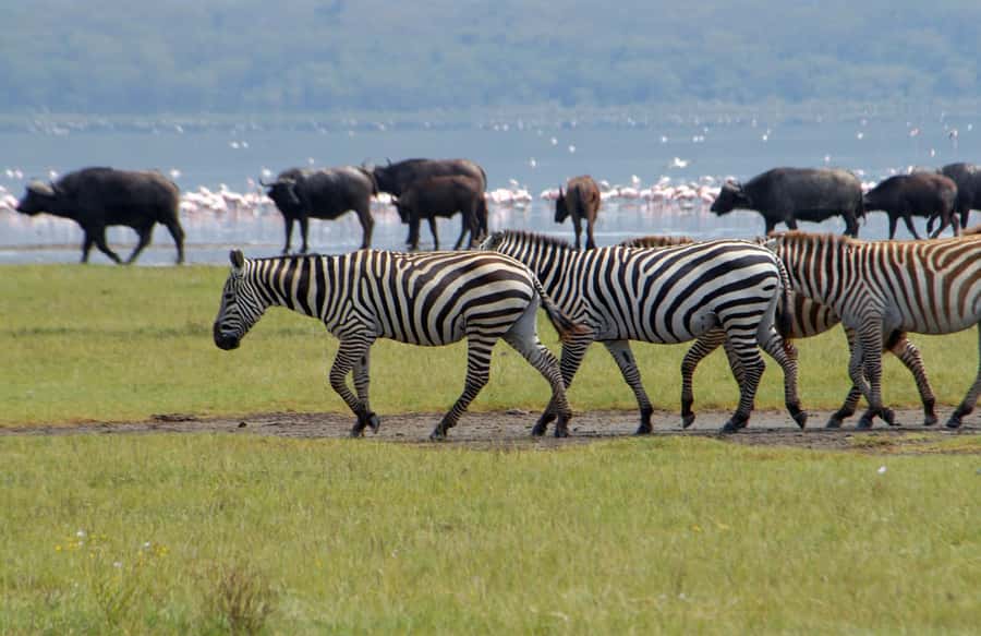 Lake Naivasha: Crescent Island Game Sanctuary - Key points to know before booking