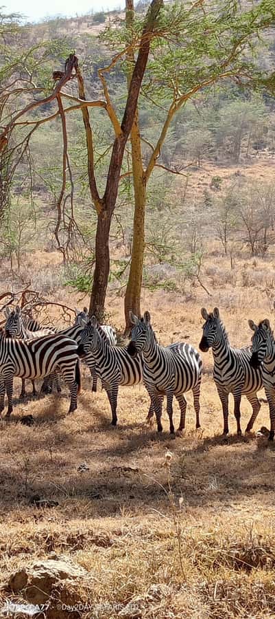 Lake Naivasha: Crescent Island Game Sanctuary - Walking among wildlife on Crescent Island