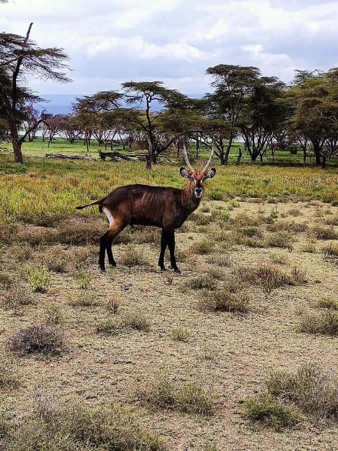 Lake Naivasha: Crescent Island Game Sanctuary - The transport is the weak point
