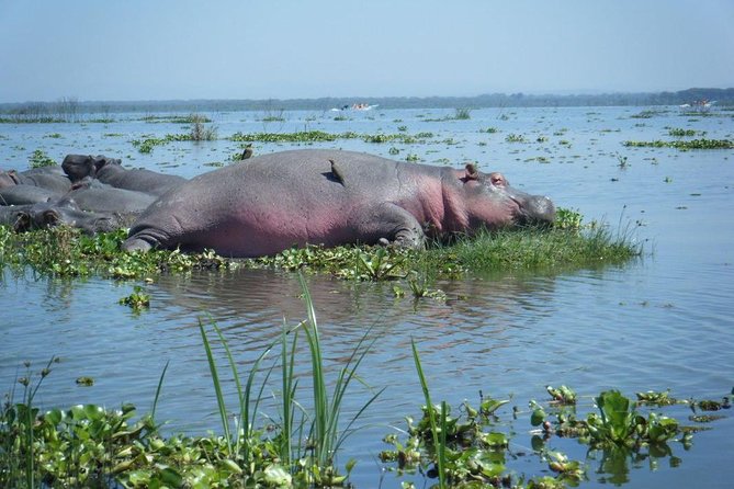 Lake Naivasha day tour including the crescent island - Timing, comfort, and group size
