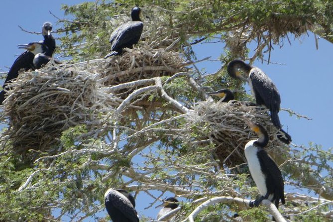 Lake Naivasha day tour including the crescent island - Who should book this Naivasha day trip?