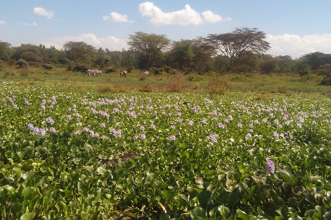 Lake Naivasha Private Day Tour with Boat Ride from Nairobi - Key points to know before booking