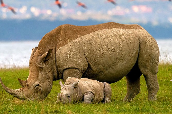 Lake Nakuru Day Trip From Nairobi - Key points at a glance