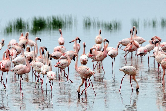 Lake Nakuru Day Trip From Nairobi - Why Lake Nakuru works as a Nairobi day trip