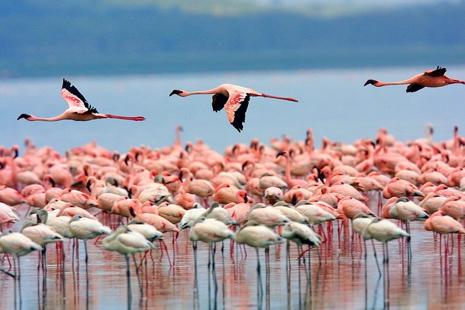 Lake Nakuru Day Trip From Nairobi - Private service makes the long day easier