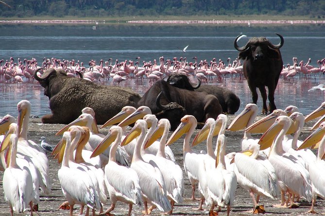 Lake Nakuru Day Trip From Nairobi - Who should book this safari day