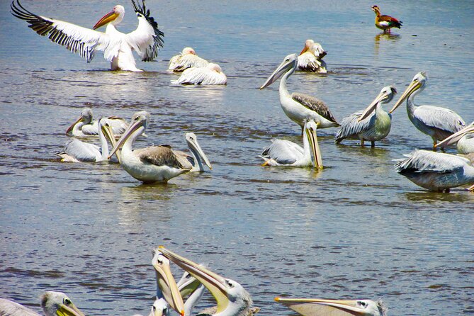 Lake Nakuru Day Trip Safari – & Optional Lake Naivasha Boat - Lake Nakuru’s rhinos and flamingos