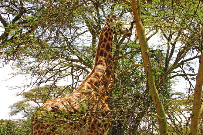 Lake Nakuru Day Trip Safari – & Optional Lake Naivasha Boat - Baboon Cliff and the lunch question