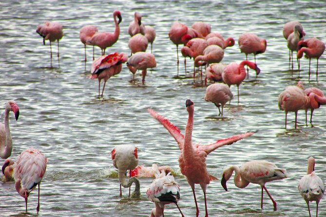 Lake Nakuru Day Trip Safari – & Optional Lake Naivasha Boat - Lake Naivasha by boat or from shore