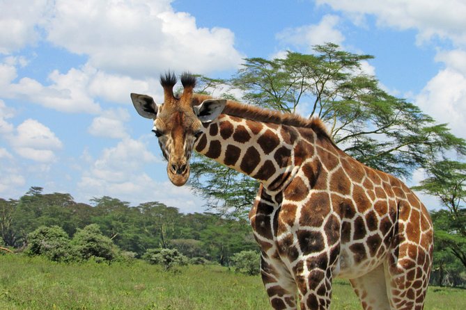 Lake Nakuru Day Trip Safari – & Optional Lake Naivasha Boat - Walking among animals at Crescent Island