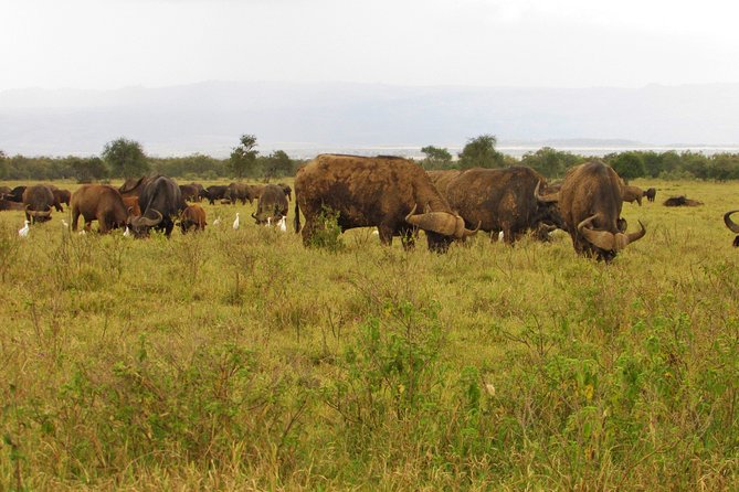 Lake Nakuru Day Trip Safari – & Optional Lake Naivasha Boat - The Rift Valley View Point