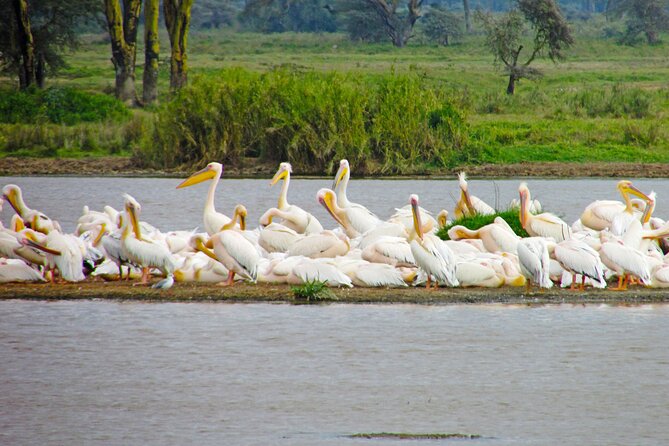 Lake Nakuru Day Trip Safari – & Optional Lake Naivasha Boat - What the $180 price really covers