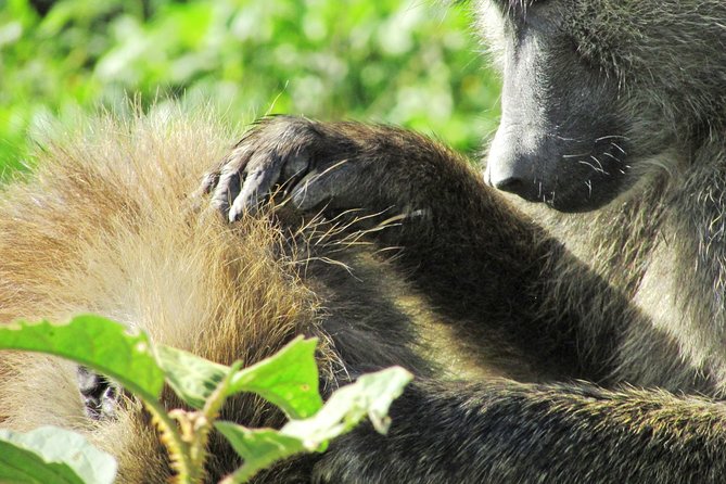 Lake Nakuru Day Trip Safari – & Optional Lake Naivasha Boat - Makalia Waterfall, a welcome chance to stretch