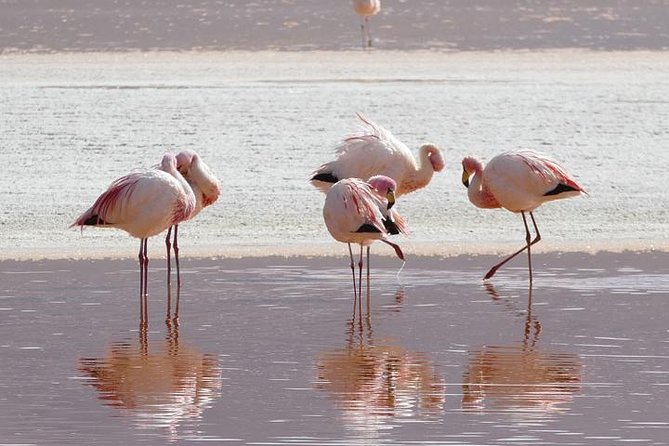 Lake Nakuru, Naivasha & Masai Mara 4 Days Private Jeep Safari - A full day across the Masai Mara