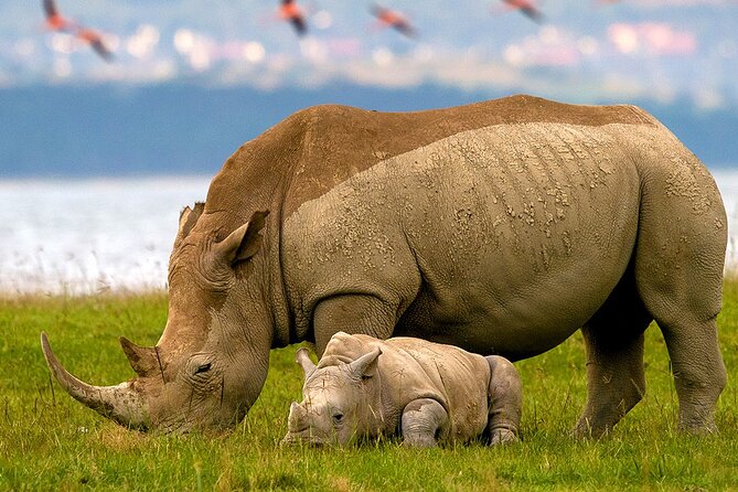 Lake Nakuru National Park & Boat Ride at Lake Naivasha Day Tour From Nairobi - Leaving Nairobi at 6:00am for the Rift Valley