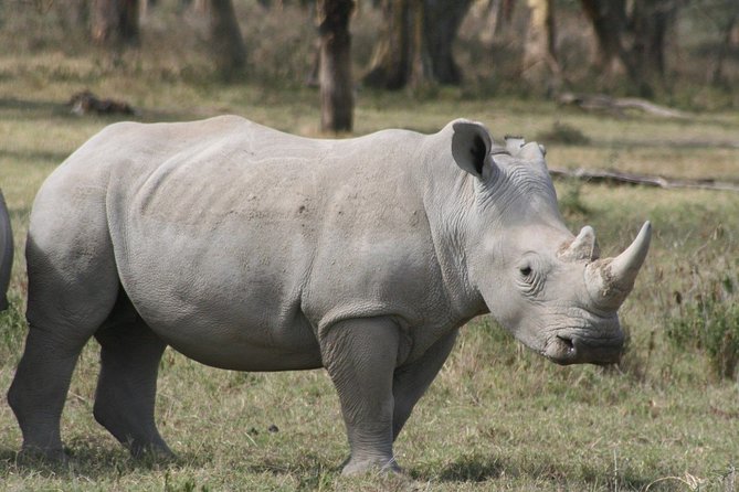 Lake Nakuru National Park & Boat Ride at Lake Naivasha Day Tour From Nairobi - Three hours among rhinos, lions, and flamingos
