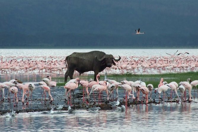 Lake Nakuru National Park & Boat Ride at Lake Naivasha Day Tour From Nairobi - The day’s biggest strength is the guide