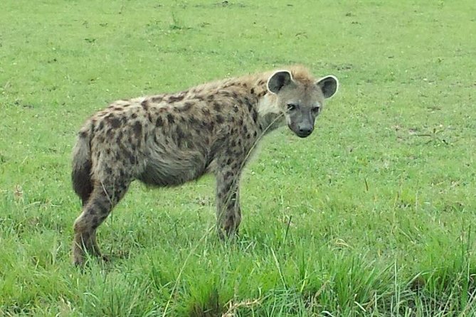 Lake Nakuru National Park Day Tour Via Lake Naivasha - Why this Nairobi day trip works