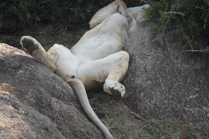 Lake Nakuru National Park Day Tour Via Lake Naivasha - Lake Nakuru from the pop-up-roof van