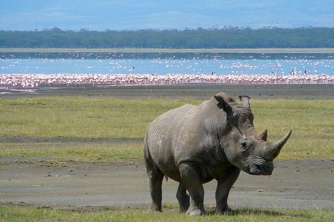 Lake Nakuru National Park: Day Trip from Nairobi - The vehicle question: a detail worth checking