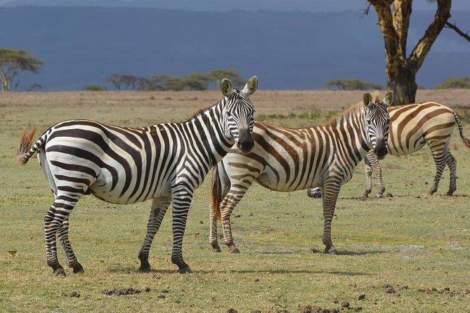 Lake Nakuru National Park: Day Trip from Nairobi - Practical planning for a smoother day