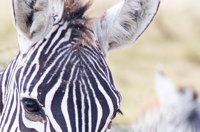 Lake Nakuru National Park daytrip - A full safari day from 7:00 am