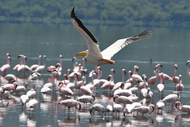 Lake Nakuru National Park daytrip - How the operator’s service may affect your experience