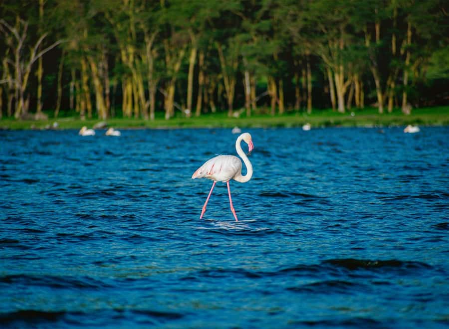 Lake Nakuru National Park: Daytrip in a 4X4 Private Jeep - Why Lake Nakuru works as a Nairobi day trip