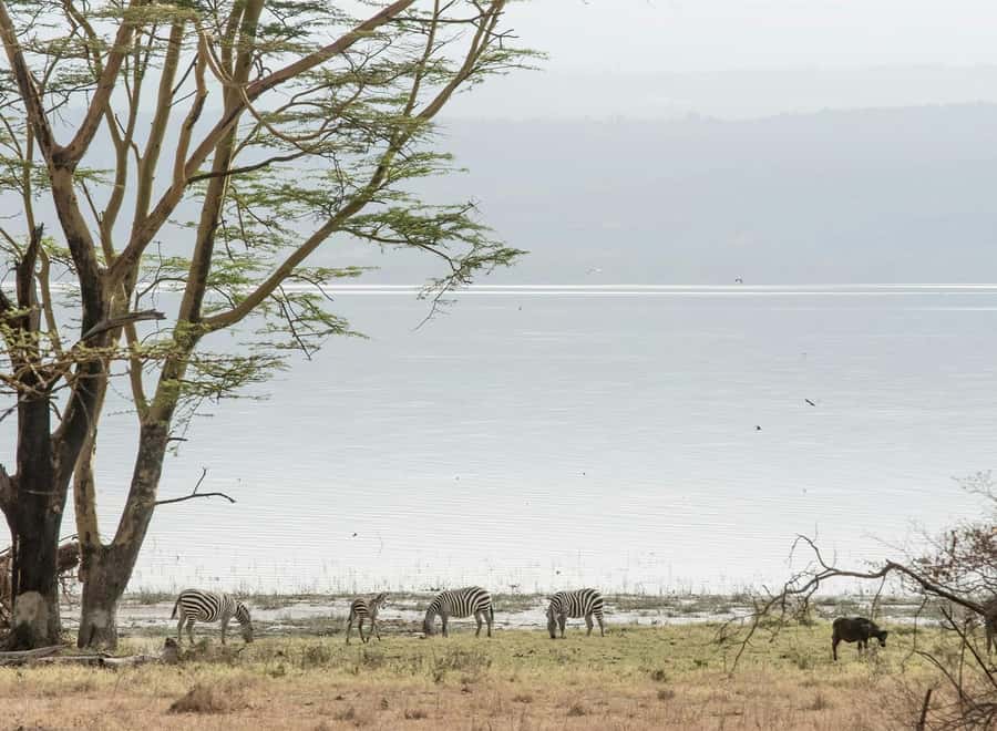 Lake Nakuru National Park: Daytrip in a 4X4 Private Jeep - Entering Lake Nakuru at about 9:00 am
