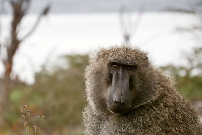 Lake Nakuru NP Half-Day Safari - Rhino Sanctuary: 45 minutes with Kenya’s rare giants
