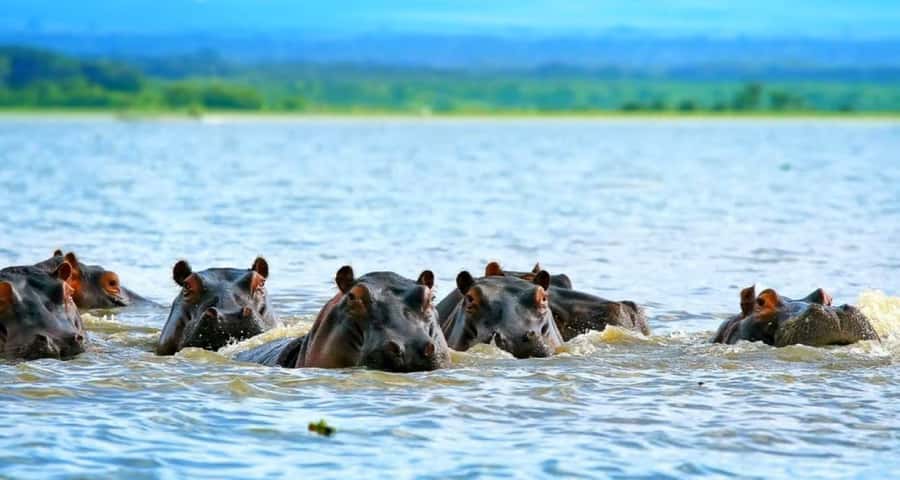 Lakes Nakuru& Naivasha National Park Wildlife Highlights - Key points at a glance