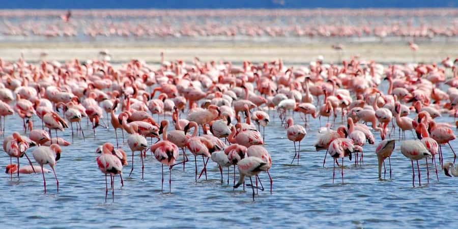 Lakes Nakuru& Naivasha National Park Wildlife Highlights - Why the two-lake plan works