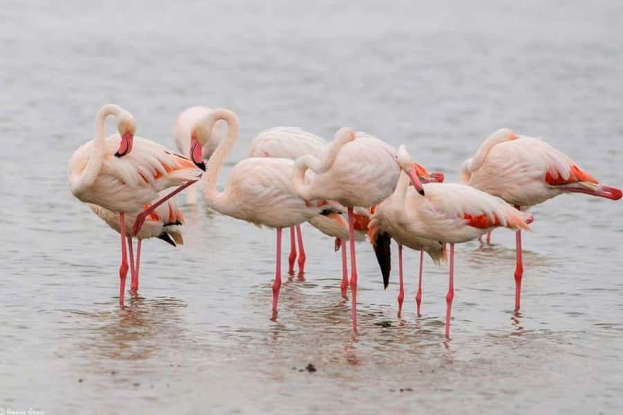 Lakes Nakuru& Naivasha National Park Wildlife Highlights - Rhinos, lions, giraffes, and close sightings