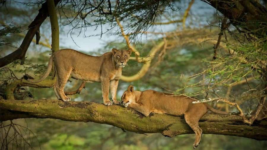 Lakes Nakuru& Naivasha National Park Wildlife Highlights - Lunch at Lake Nakuru Lodge