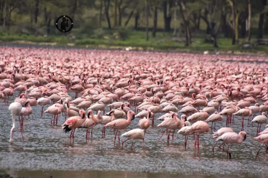 Lakes Nakuru& Naivasha National Park Wildlife Highlights - The transfer to Lake Naivasha