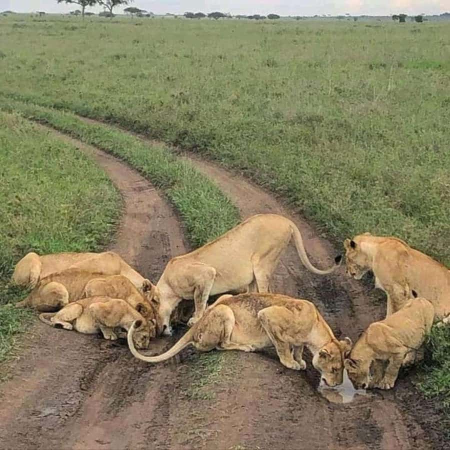 Lakes Nakuru& Naivasha National Park Wildlife Highlights - Hippos, eagles, and the dead forest