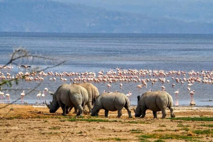 Lakes Nakuru& Naivasha National Park Wildlife Highlights - The 6:00 AM departure from Nairobi