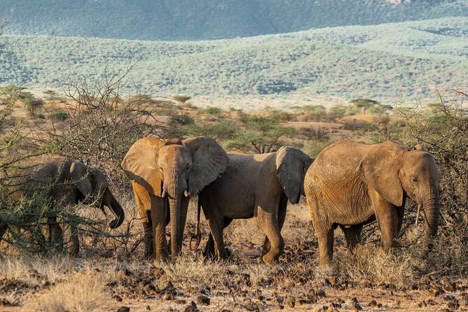 Maasai Mara 3 Day Guided Tour - Timing, weather, and cancellation details