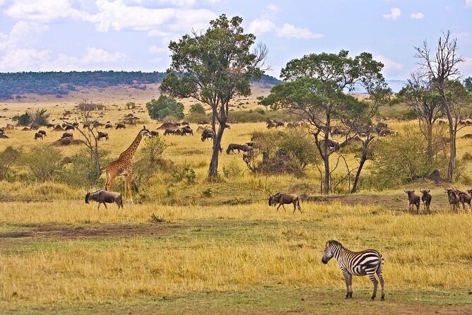 Maasai Mara 3 Day Guided Tour - Who should book this Maasai Mara safari?