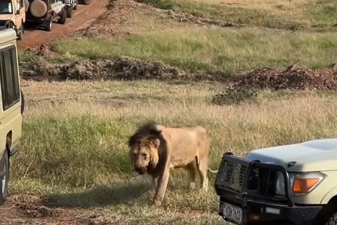 Maasai Mara Day Trip From Nairobi - What the game drive is really like