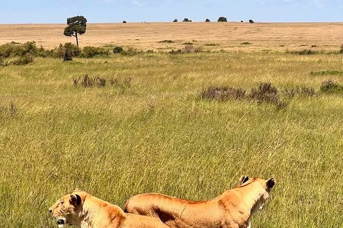 Maasai Mara Day Trip From Nairobi - Timing, cancellation, and practical planning