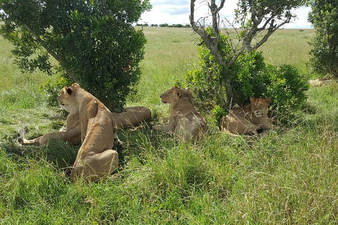 Maasai Mara Game Reserve - Why this three-day Maasai Mara plan works
