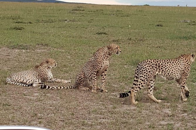 Maasai Mara Game Reserve - The optional Maasai boma visit