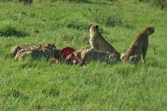 Maasai Mara Game Reserve - Day 3: An early drive, then back to Nairobi
