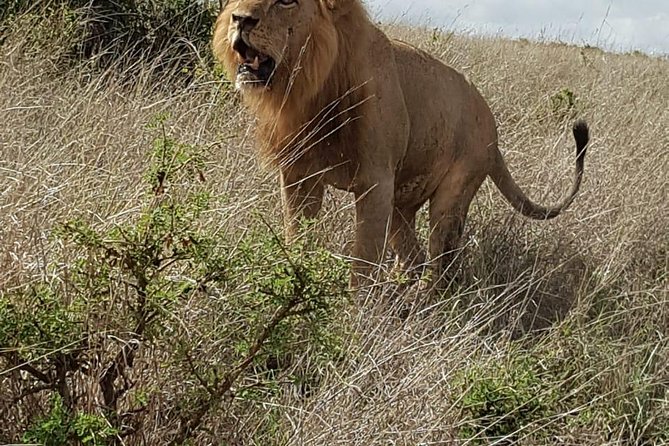 Maasai Mara Game Reserve - Transport, timing, and physical demands